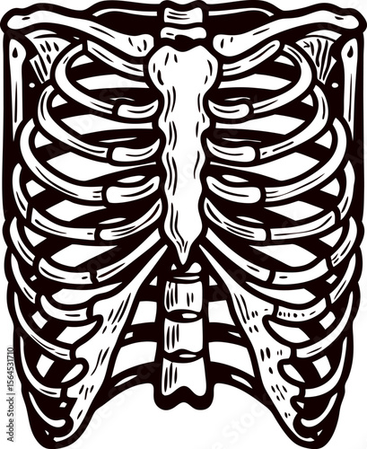 Hand drawn human rib cage illustration in vintage engraved anatomical