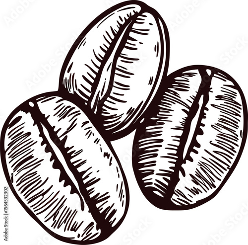 Hand drawn illustration of three roasted coffee beans isolated on white background, vintage engraving