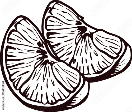 Hand drawn citrus fruit wedges with detailed lines isolated on white background vintage engraving  illustration