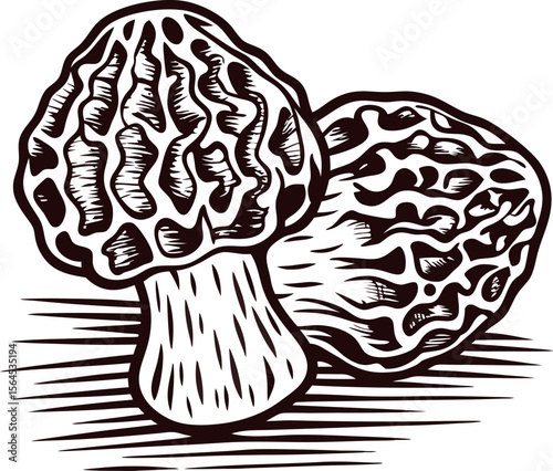 Engraved vintage illustration of morel mushrooms isolated on white background