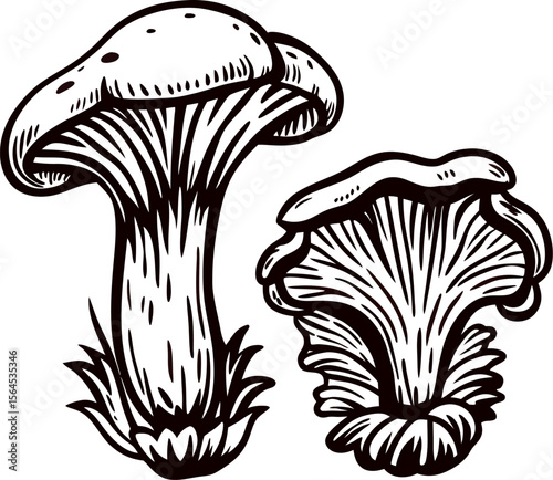 Hand drawn chanterelle mushrooms in vintage engraved isolated on white background illustration