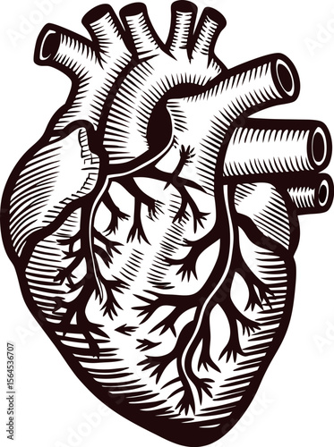 Hand drawn anatomical human heart illustration with vintage engraved and detailed veins and arteries