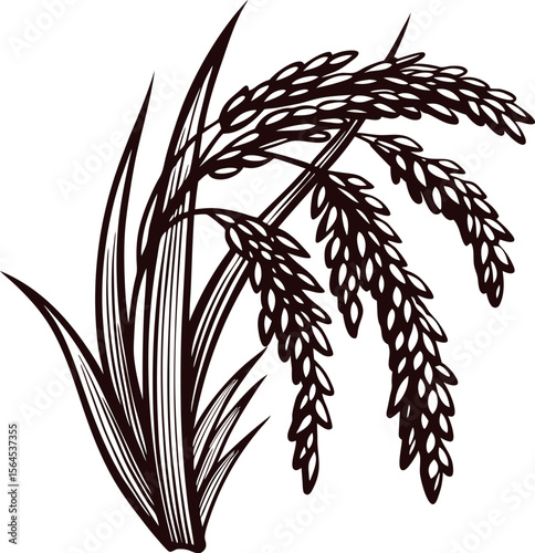 Hand drawn vintage rice plant with grain stalks isolated on white retro agricultural botanical illustration