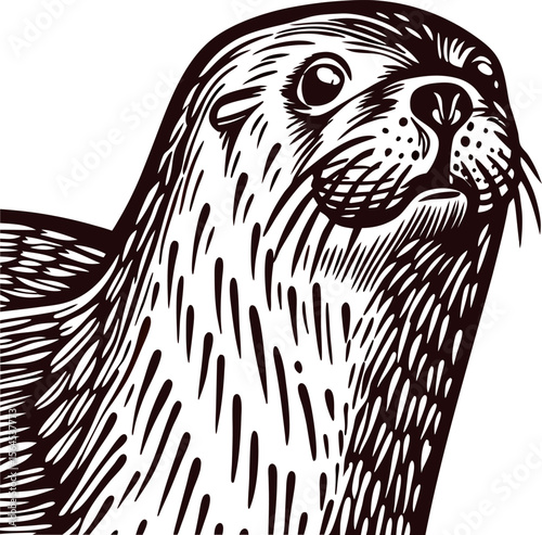 Detailed hand drawn illustration of curious seal with textured fur in vintage engraving