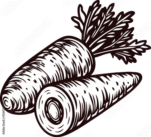 Hand drawn carrot illustration featuring whole and cut vegetable with detailed leaves and textured skin engraving