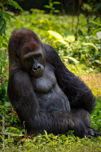 Gorillas are herbivorous, predominantly ground-dwelling great apes