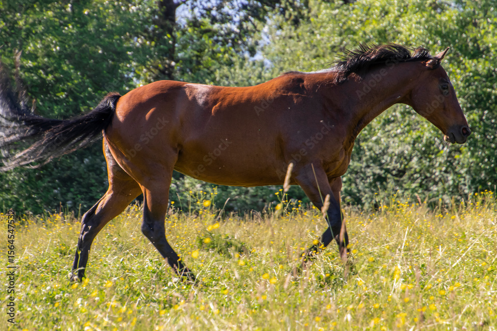 Fototapeta premium Brown horse walking through a lush green field
