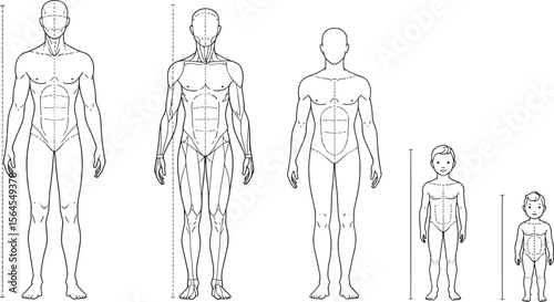 Human anatomy growth chart, male body proportions diagram, child to adult figure sketch, front view, educational medical illustration flat vector illustration