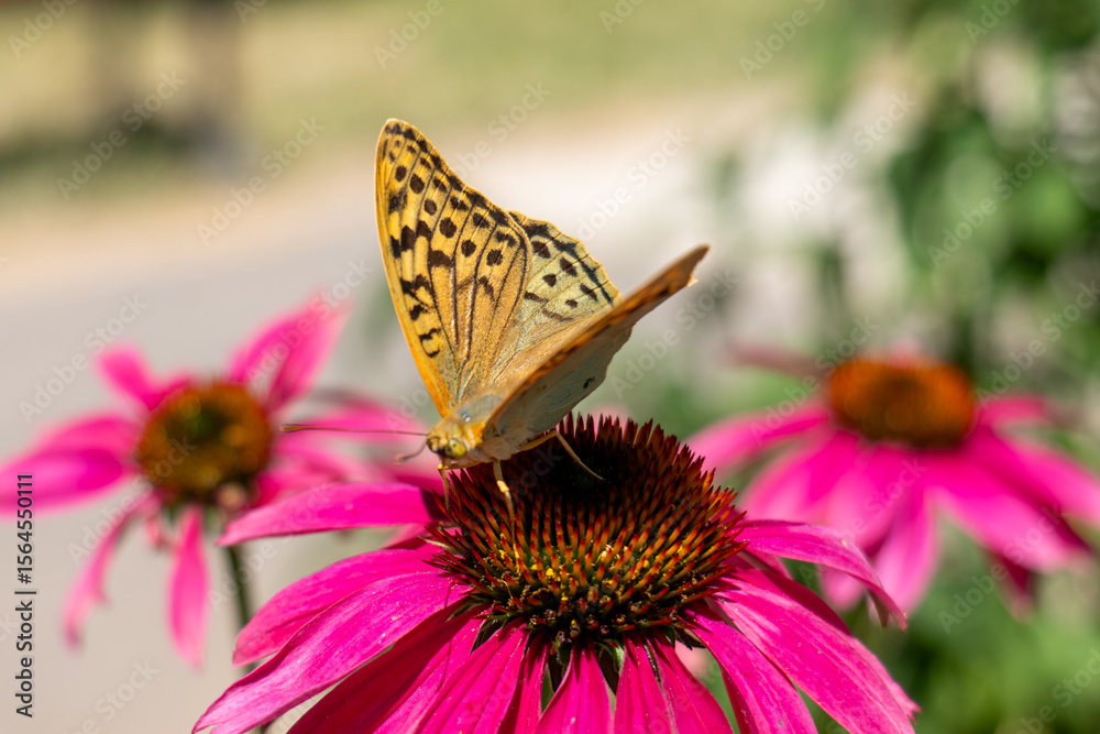 Obraz premium Close-up of a Silver-washed Fritillary butterfly on a pink coneflower outdoors, symbolizing summer, pollination, and natural beauty, ideal for themes of ecology and gardening.