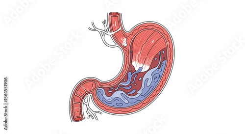 Detailed anatomy and function of the human stomach digestive system organ