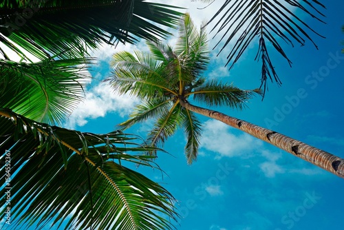 Fototapeta Naklejka Na Ścianę i Meble -  Under the coconut palm tree beach sunrise nature