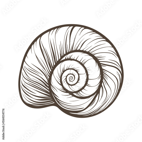 Nautilus Shell Vector – Spiral Sea Shell Illustration for Marine, Nature, and Ocean Themes

Nautilus Shell Illustration – Detailed Spiral Marine Vector for Science and Ocean Art

