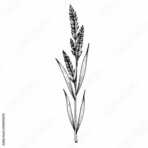 Flax seeds botanical drawing depicts elegant flax seeds, with detailed line work on delicate stem. Flax seeds provide natural texture and form, with graceful leaves.