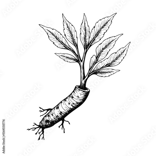 Turmeric illustration depicts plant sprouting from root with detailed leaves, Turmeric, a rhizomatous flowering plant of ginger family, is depicted with attention to realistic detail.