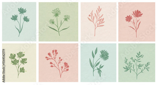 Botanical illustrations of flowers in pastel colors and soft style  