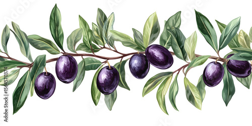 Elegant watercolor painting of olive branch with green leaves and black olives