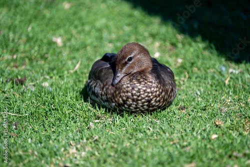 A native Australian Wood Duck walking or resting on green grass in natural daylight, showcasing distinctive plumage and a peaceful park setting.
