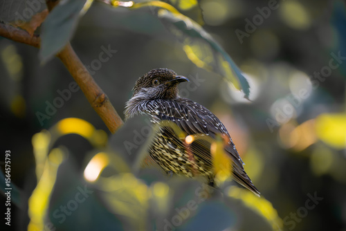 A little wattlebird perched on a branch, showing off its speckled chest and curious gaze, surrounded by natural foliage and soft light.