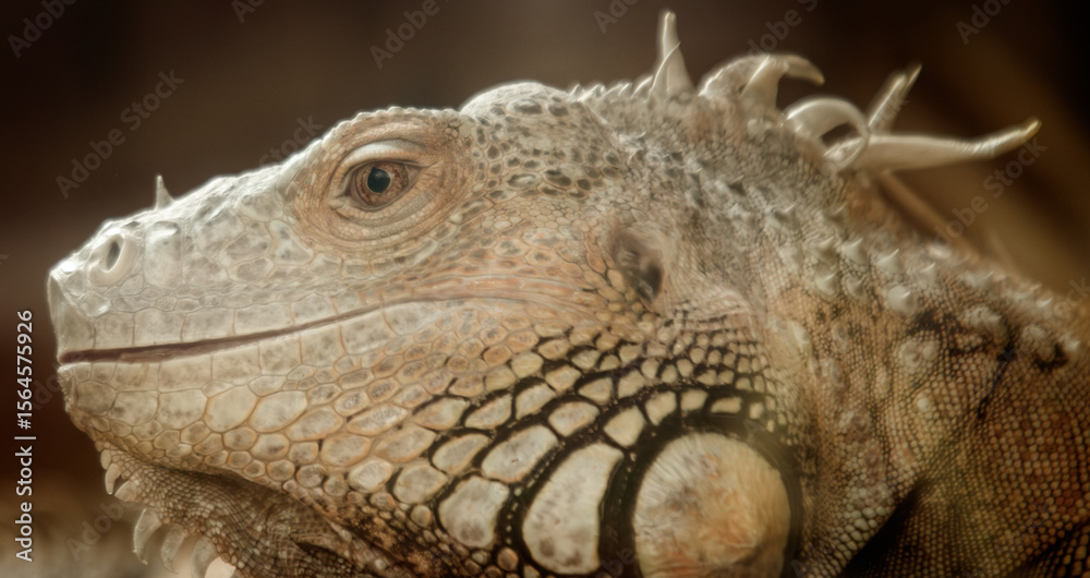 Fototapeta premium A lizard with a long tail and a white stripe on its back