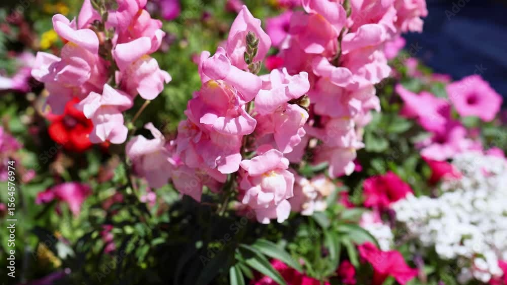 time lapse of bees pollinating flowers, bees collecting nectar in time lapse, flower pollination by bees in fast motion, bee activity around blooming flowers timelapse
