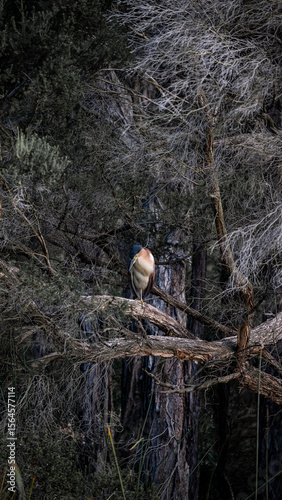 A Nankeen Night Heron roosting among tangled forest branches, its rich chestnut and cream plumage blending with the surroundings.