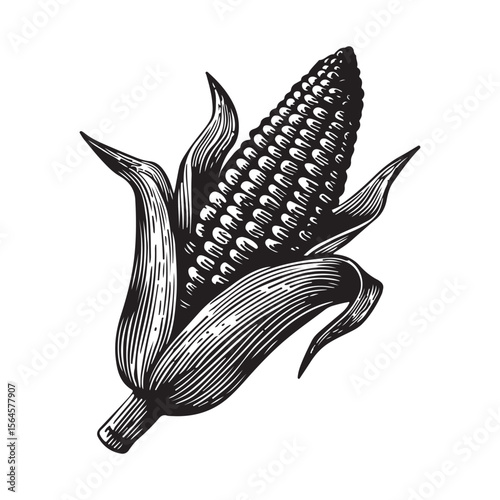 corn silhouette vector illustration on white background, A simple corn cob with some leaves art silhouette and black shape corn vector art illustration, Corn cobs elements icon vector illustration