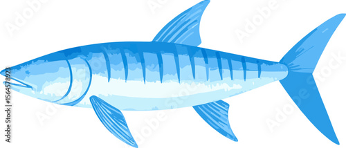 Barracuda fish watercolor vector illustration