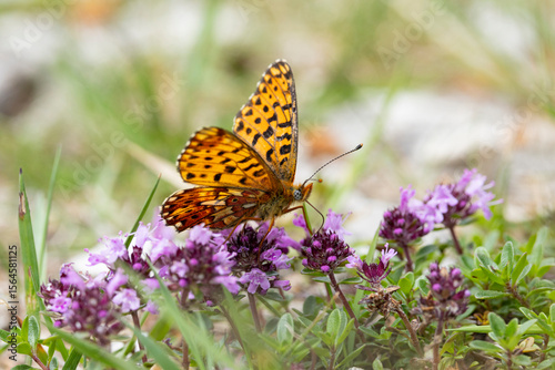 pearl-bordered fritillary (Boloria euphrosyne) perching with open wings on violet thyme blossoms sucking nectar