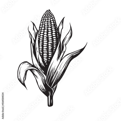 corn silhouette vector illustration on white background, A simple corn cob with some leaves art silhouette and black shape corn vector art illustration, Corn cobs elements icon vector illustration