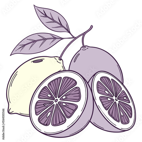 A fresh, ripe lemon and lime fruit vector illustration with a sweet green leaf design