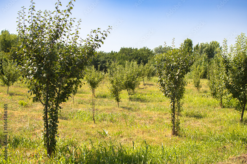 Fototapeta premium Apple orchard, young apple trees, background