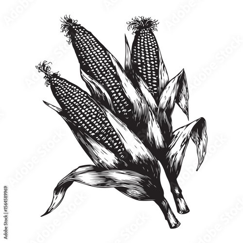 corn silhouette vector illustration on white background, A simple corn cob with some leaves art silhouette and black shape corn vector art illustration, Corn cobs elements icon vector illustration