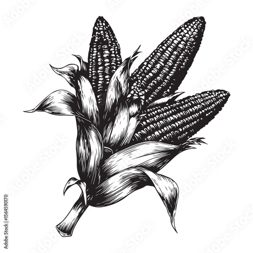 corn silhouette vector illustration on white background, A simple corn cob with some leaves art silhouette and black shape corn vector art illustration, Corn cobs elements icon vector illustration
