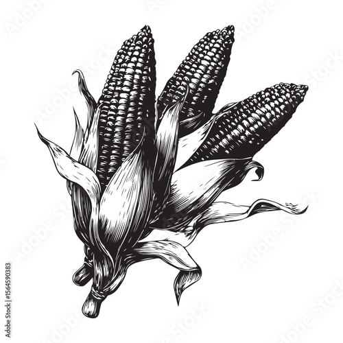 corn silhouette vector illustration on white background, A simple corn cob with some leaves art silhouette and black shape corn vector art illustration, Corn cobs elements icon vector illustration