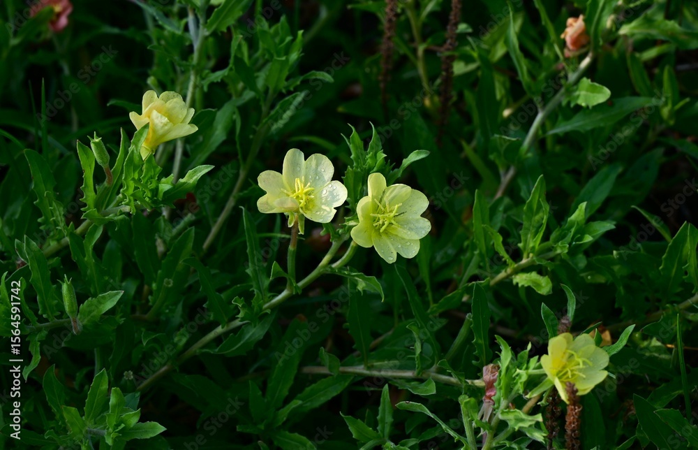 Fototapeta premium Cutleaf evening primrose (Oenothera laciniata) flowers. Onagraceae perennial plants. The pale yellow, four-petaled flowers bloom in early summer and turn red as they wilt.