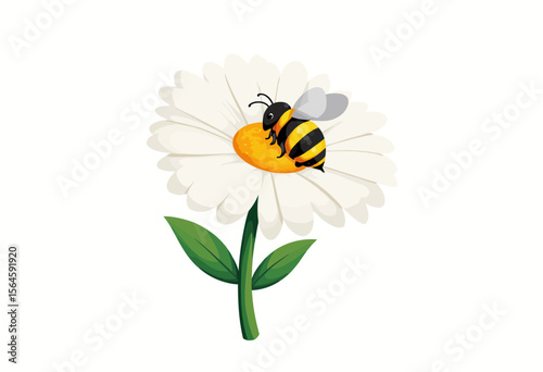 Bee collecting nectar from a white daisy flower  
