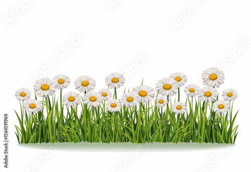 White daisies blooming on green grass field with white background  