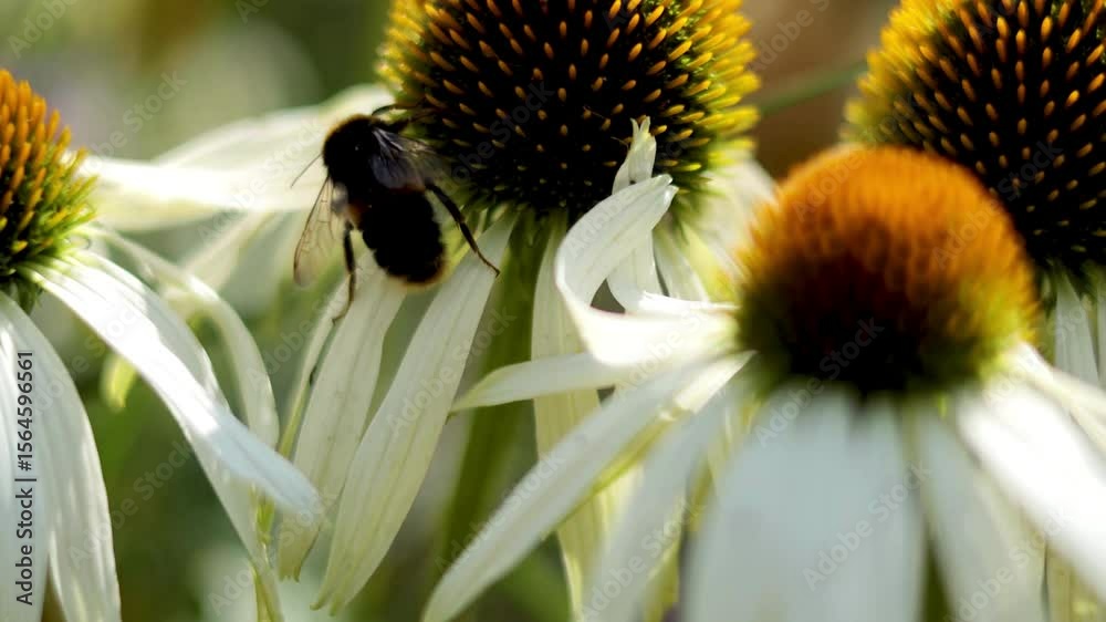 time lapse of bees pollinating flowers, bees collecting nectar in time lapse, flower pollination by bees in fast motion, bee activity around blooming flowers timelapse