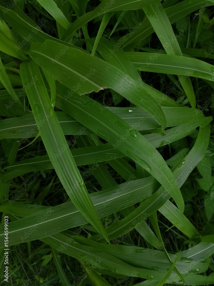 Obraz premium Green Grass with Dew Drops