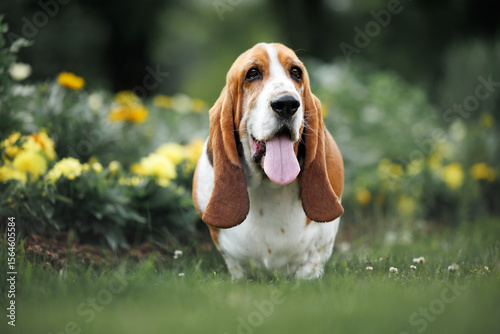 happy basset hound dog standing in the park