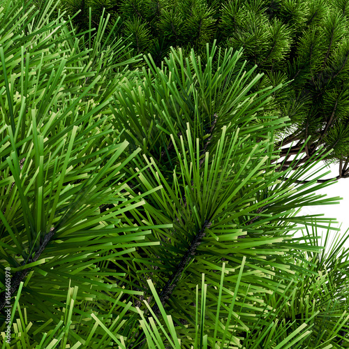 mountain pine in the form of a pillow