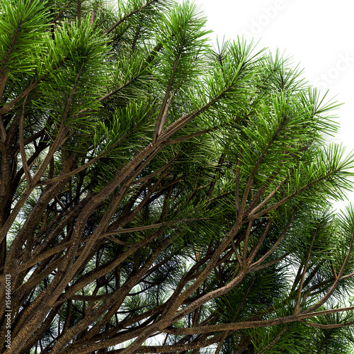 mountain pine in the form of a pillow