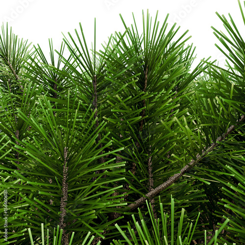 mountain pine in the form of a pillow
