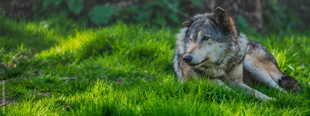 Fototapeta premium Canis lupus lupus, commonly known as the Eurasian wolf, is a large subspecies of the grey wolf native to Europe and Asia. Recognised for its keen intelligence, strong social bonds, and adaptability.