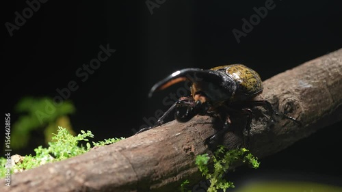 
Hercules beetle on a log