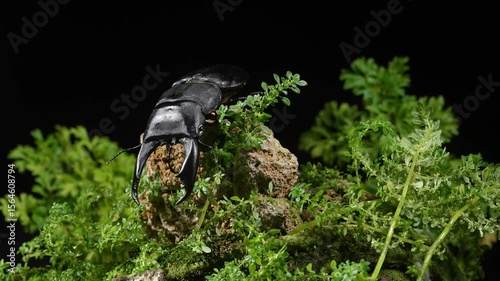 Dorcus titanus typhon. beetle on a rock staring.