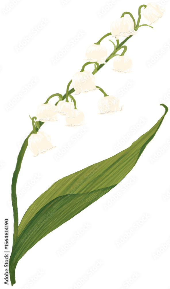 Obraz premium Lily of the valley flowers (은방울꽃)
