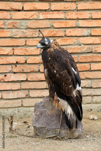 A trained eagle found in Tolbo, Mongolia. Eagle domestication is still ongoing in Central Asian countries such as Kyrgyzstan, Kazakhstan and Mongolia.