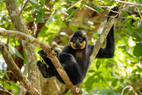 Wallpaper Mural Southern Yellow-cheeked Crested Gibbon - Nomascus gabriellae, beautiful brown gibbon monkey from canopy of tropical forests in Southeast Asia, Vietnam. Torontodigital.ca