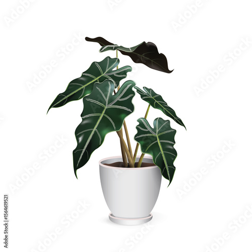 Alocasia amazonica (AlocasiaPolly). Tropical exotic plant in a ceramic flower pot isolated on a white background close-up. Vector realistic image for room design project, plant shop advertising banner
